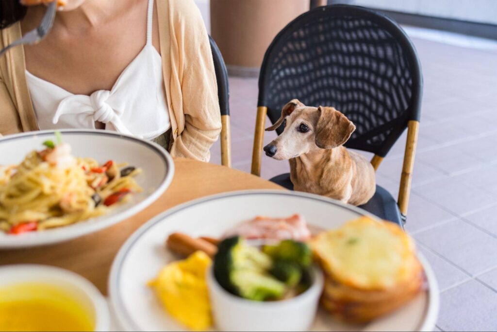 (ไทย) รวมที่เที่ยวเขาใหญ่ Pet Friendly ที่พัก คาเฟ่ สัตว์เลี้ยงเข้าได้